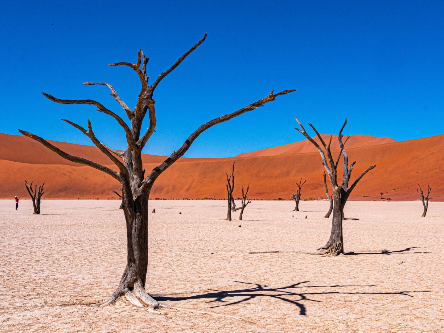 Karge Bäume in der Sossuvlei und Deadvlei in Namibia