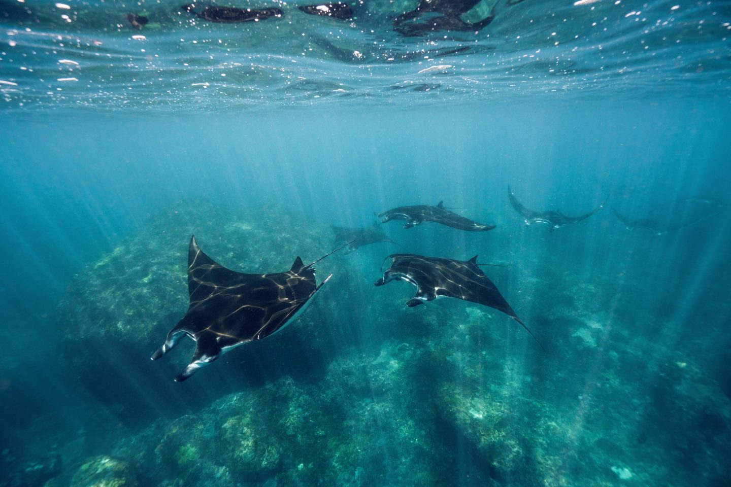 Rays in the waters off the Maldives