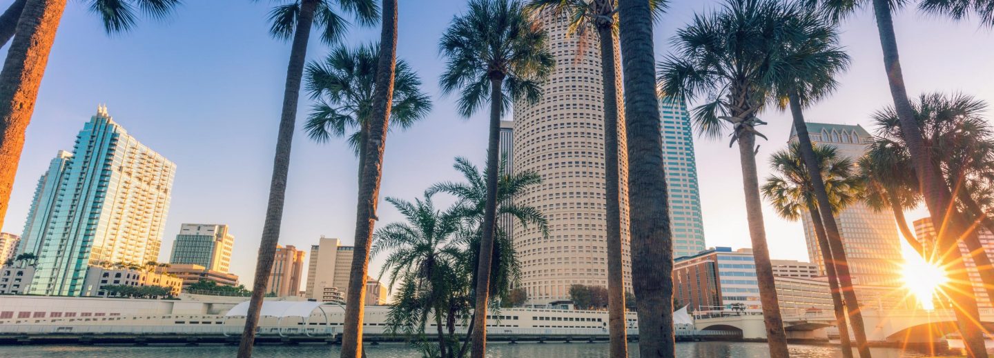 Palmen in Tampa, Florida