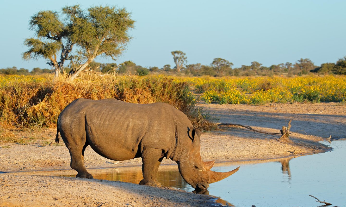 A rhino in a national park in Namibia