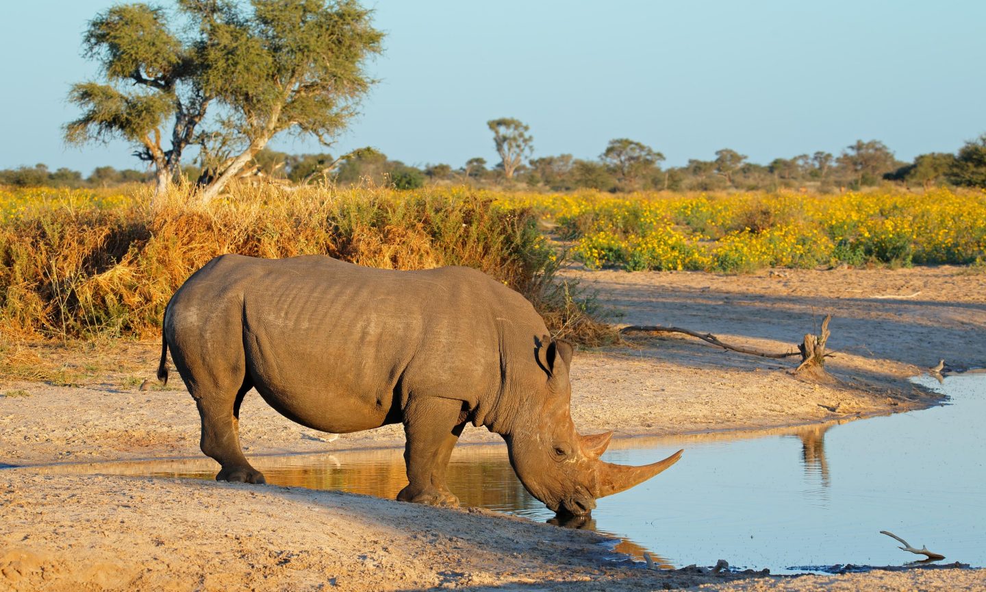 Rhinoceros by the lake in Etosha National Park near Windhoek