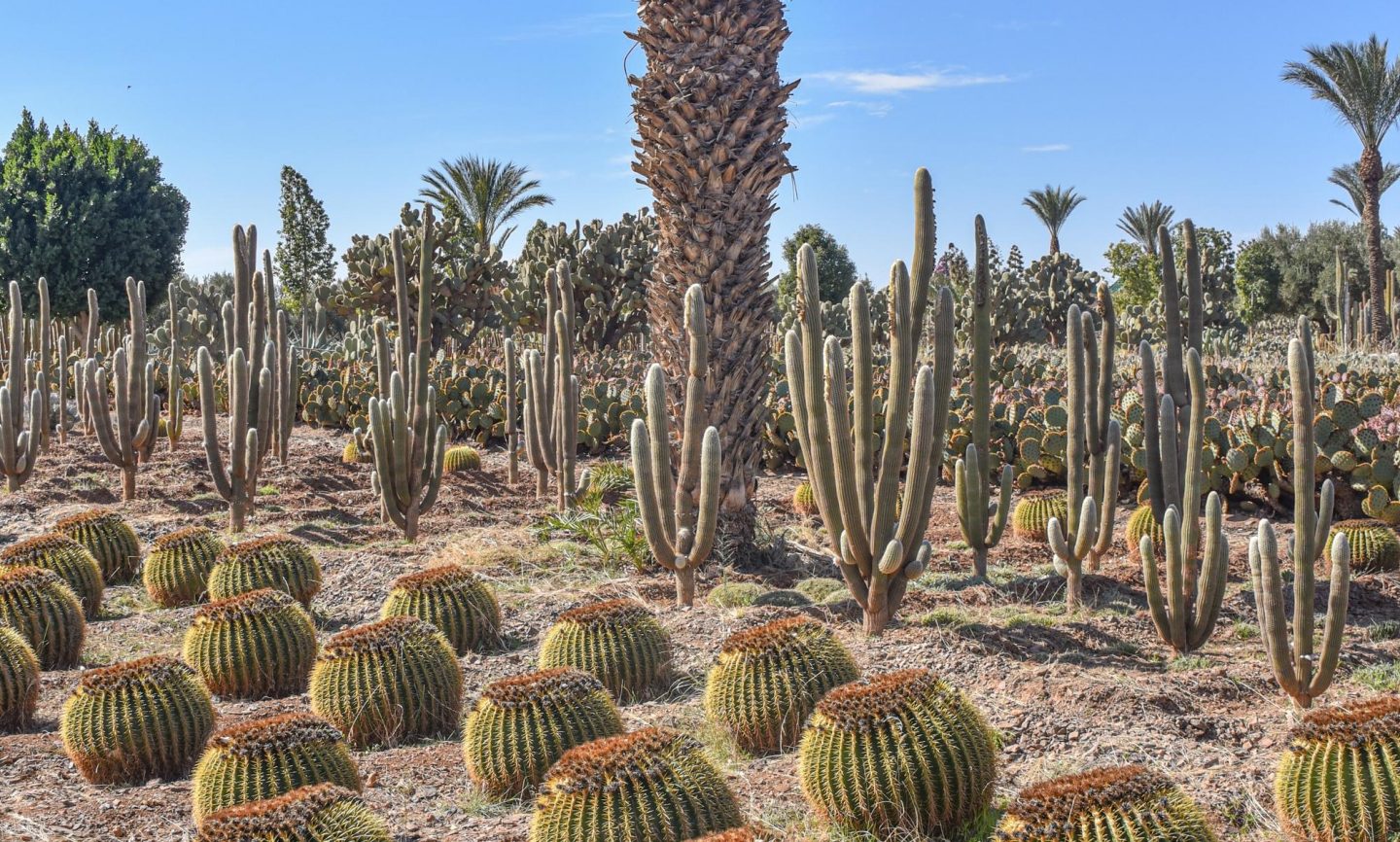 Cacti in Agafay Desert in Morocco