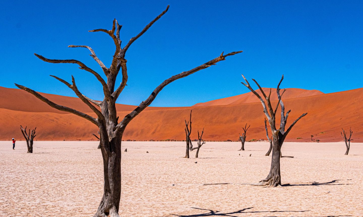 Trees in the Sossuvlei region with red mountains