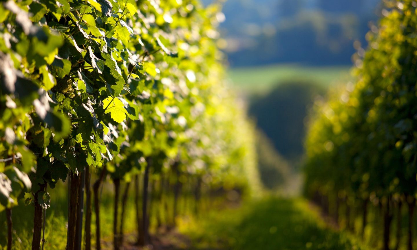 Vineyards on Ibiza