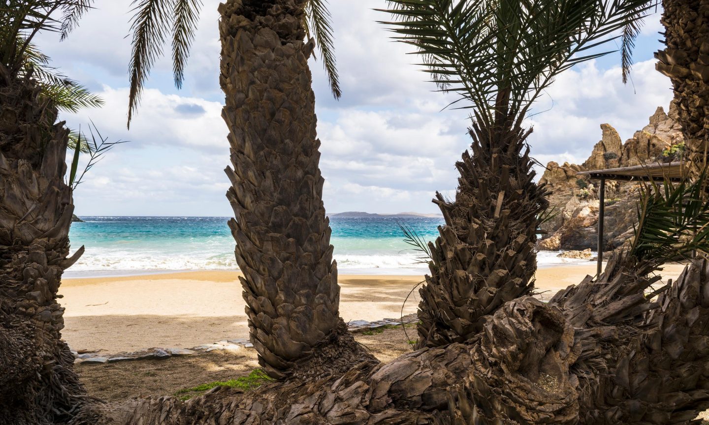 Palm trees near Vai Beach on Crete