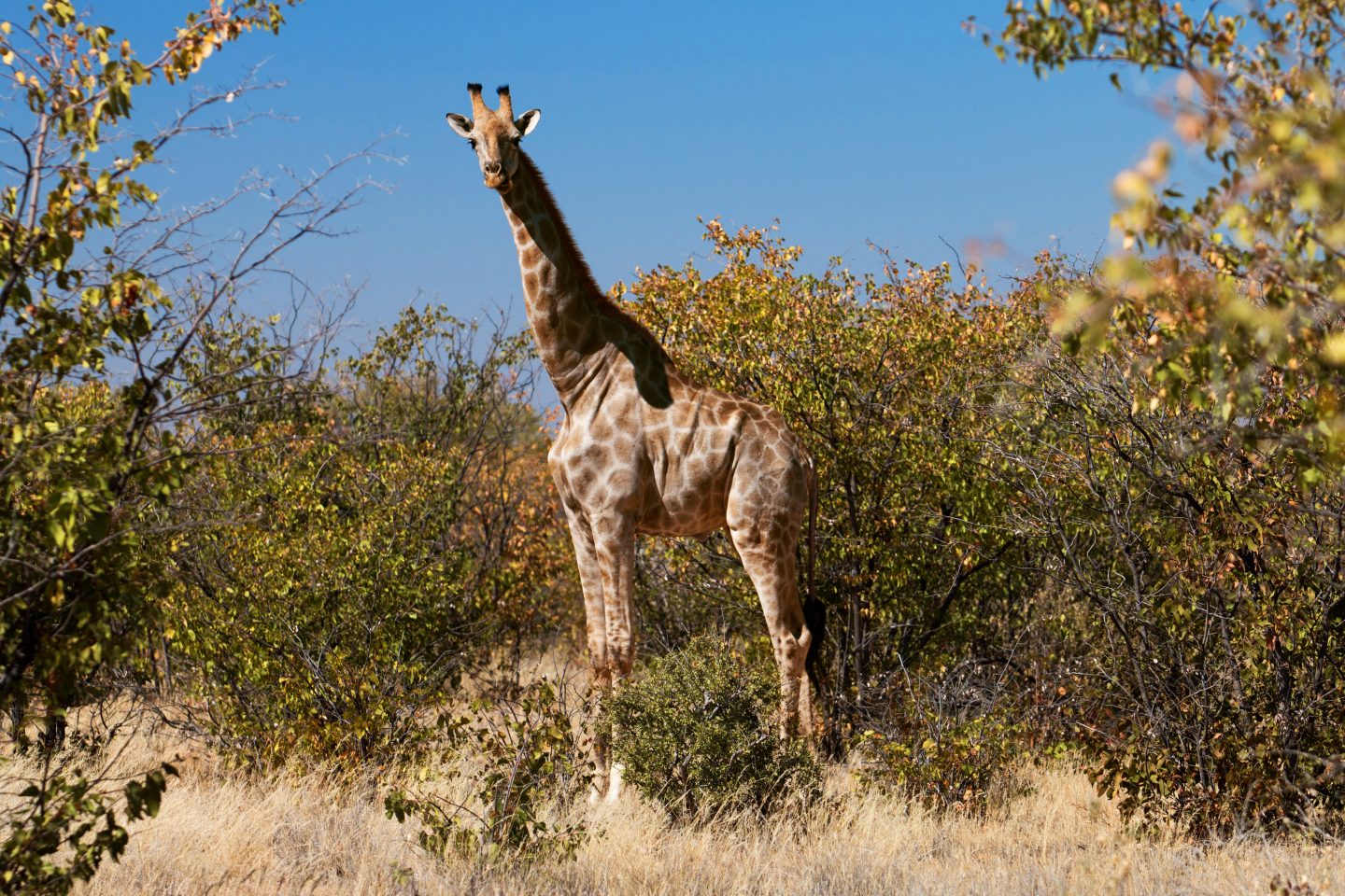 Giraffe in Namibia