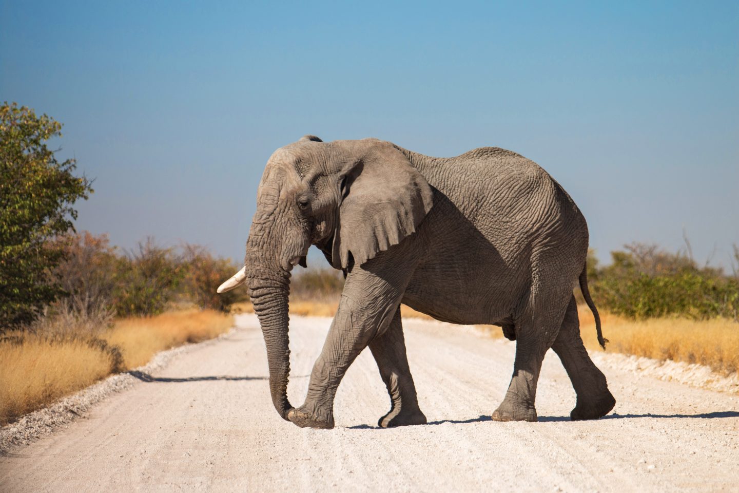 Elefant in Namibia