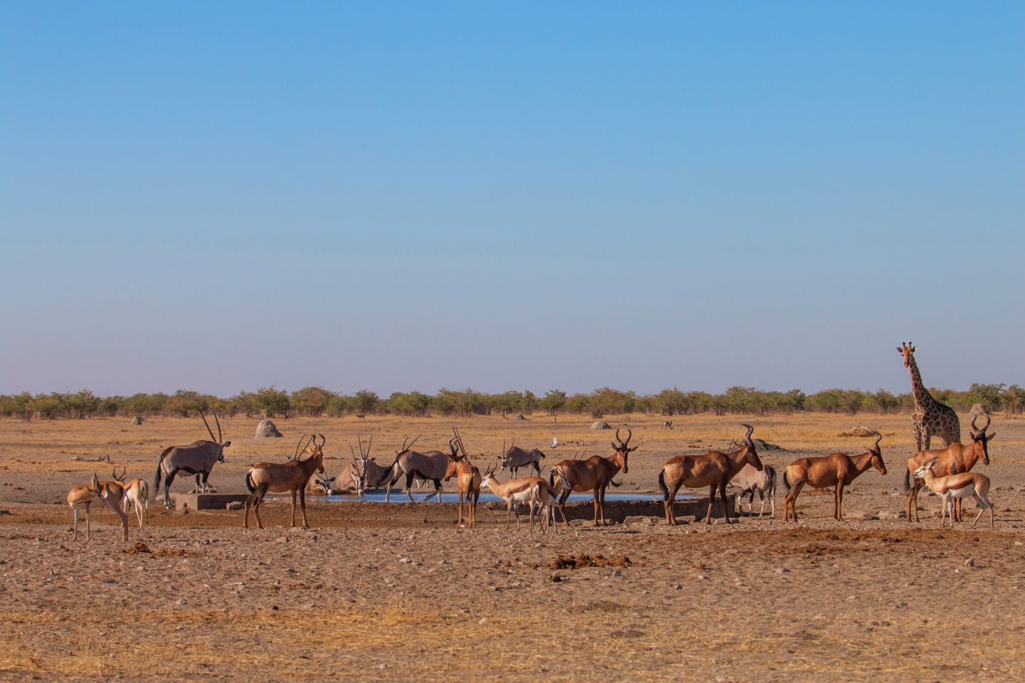 Wasserstelle in Namibia