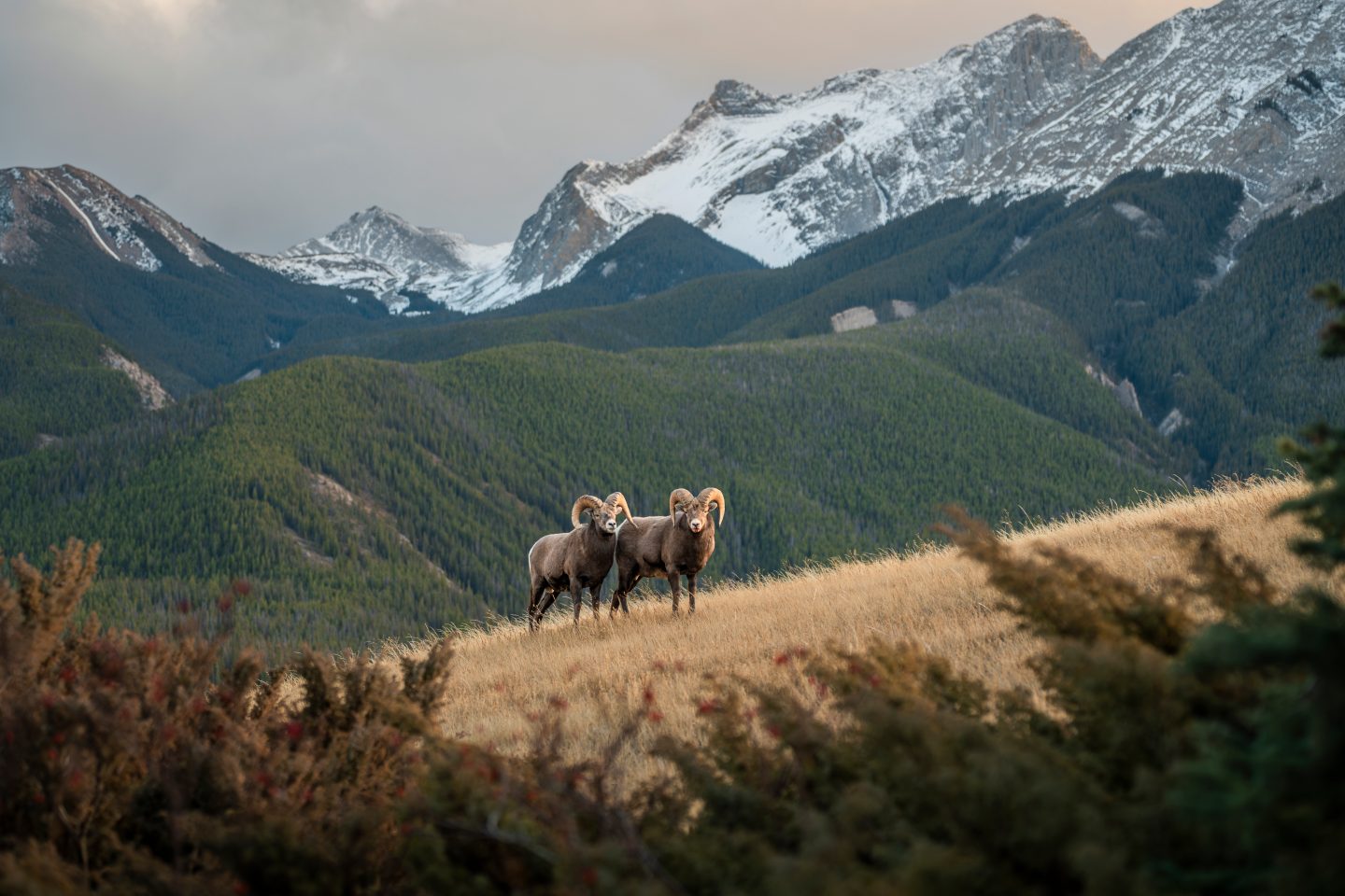 Two mountain goats in Jasper National Park, Canada