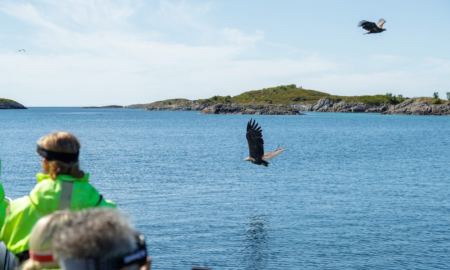 Safari auf dem Meer, Lofoten
