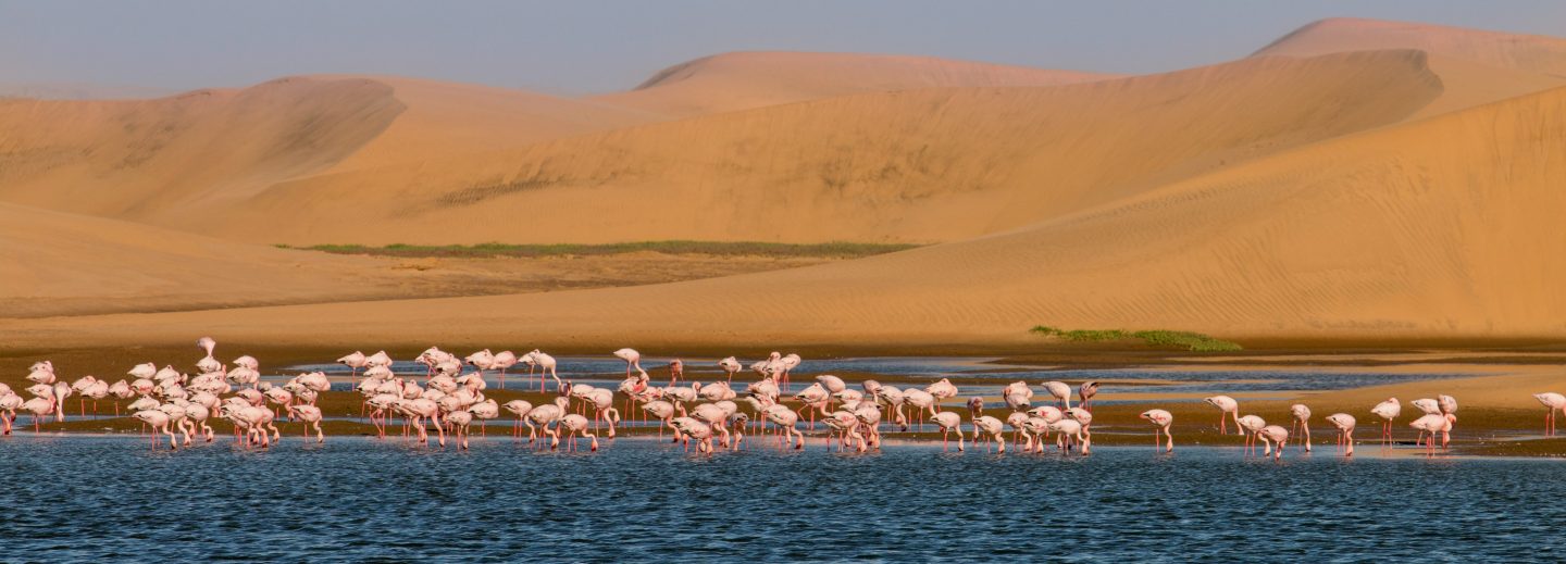 Flamingos im Wasser vor einer Dünen-Landschaft in Namibia