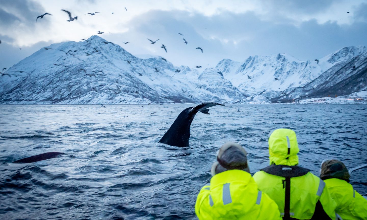 Whale watching