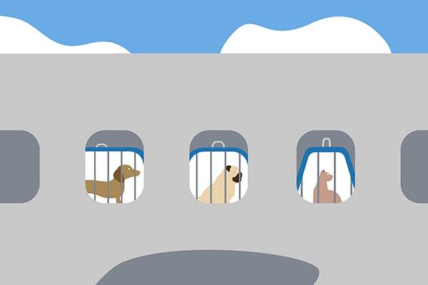 Illustration of pets on an airplane